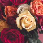 Farmers Choice Roses