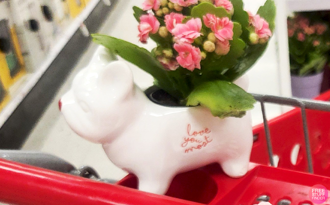 Good Little Garden Live 2 Inch Valentines Day Plant in Love You Frenchie on a Target Cart