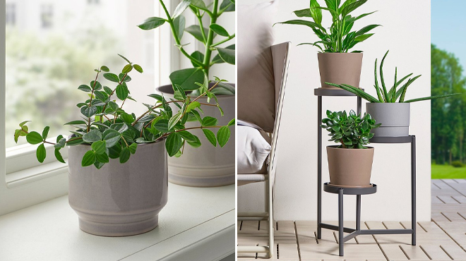 Ikea Honungspalm Plant Pot and Ikea Olivblad Plant Stand Ikea Honungspalm Plant Pot and Ikea Olivblad Plant Stand