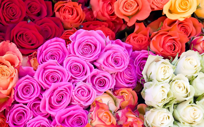 Rose Farmers Different Color Roses