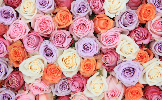 Rose Farmers Luxury Farm Fresh Roses