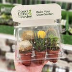 A Person Holding Good Little Garden Live Succulent and Cactus Desert Collection 6 Pack