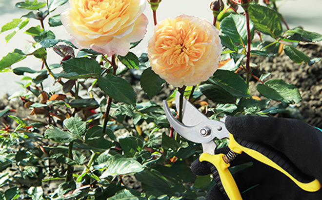 Pruning Scissors Pruning Scissors