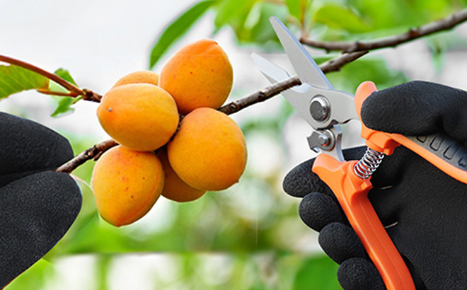 Pruning Shears