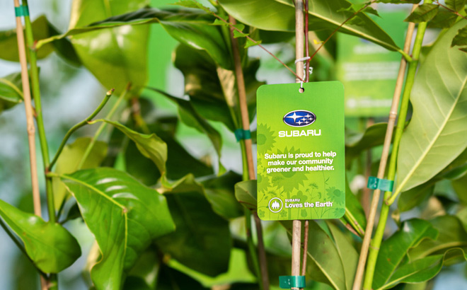 Subaru Free Trees