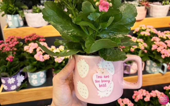 A Person Holding Good Little Garden Live Kalanchoe Plant in Berry Spring Mug