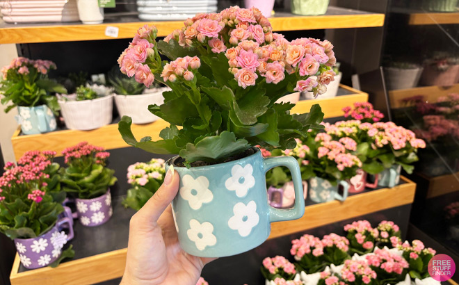 A Person Holding Good Little Garden Live Kalanchoe Plant in Flowers Spring Mug