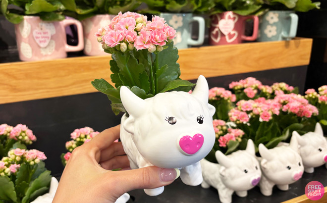 A Person Holding Good Little Garden Live Kalanchoe Plant in Pink Highland Cow Pot