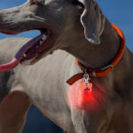 Pet Blinker Safety Light