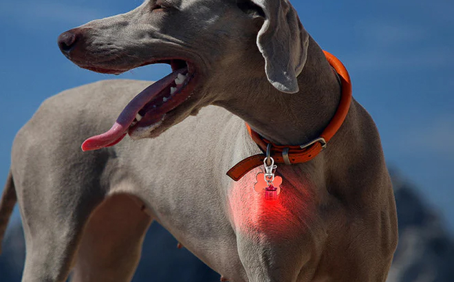 Pet Blinker Safety Light