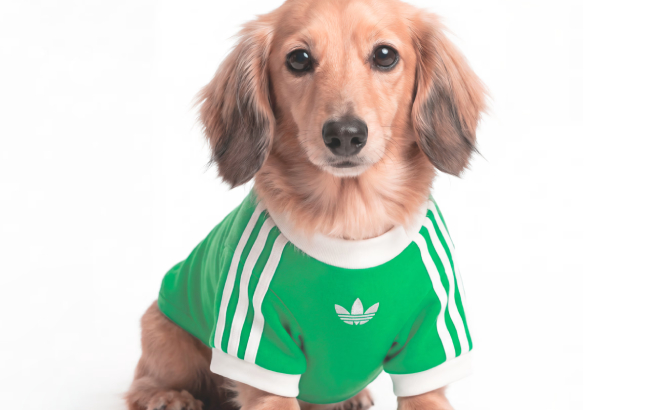 Adidas Pet Cali Tee