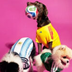 Adidas Pet Collection
