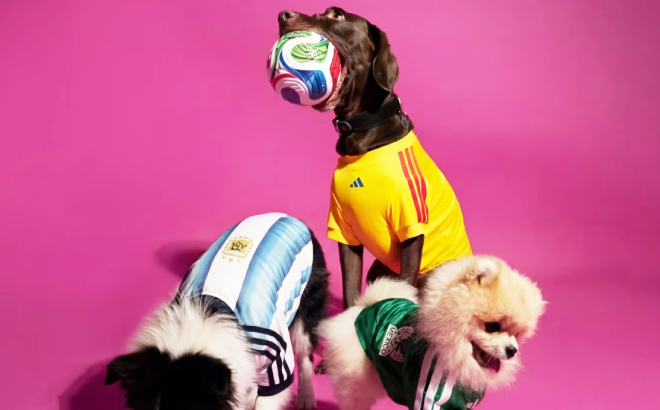 Adidas Pet Collection