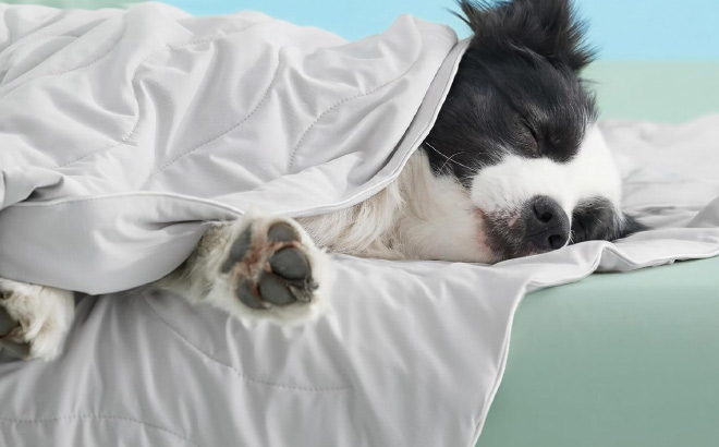 Cooling Dog Blanket in Use