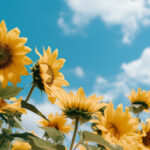 Pollinator Seed