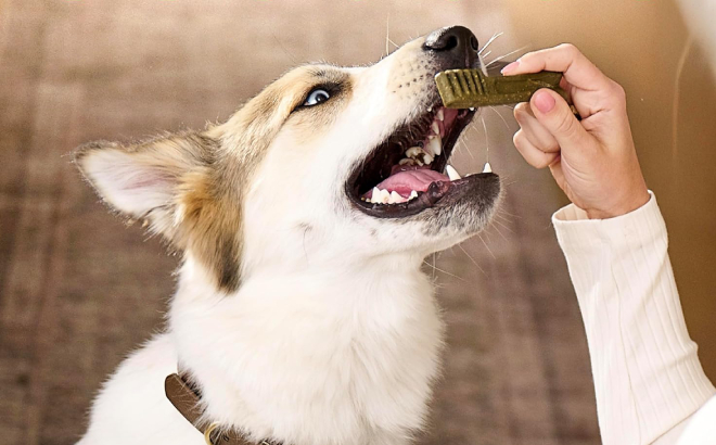 A Person Giving a Dog a Greenies Natural Dental Treat A Person Giving a Dog a Greenies Natural Dental Treat