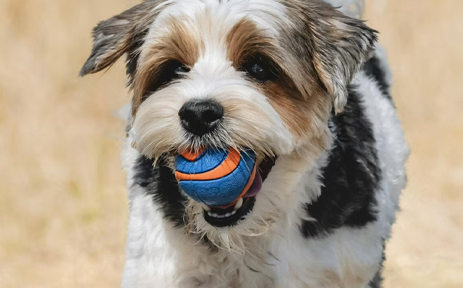 A Dog Holding Chuckit Sonic Ultra Squeaker Ball Dog Toy