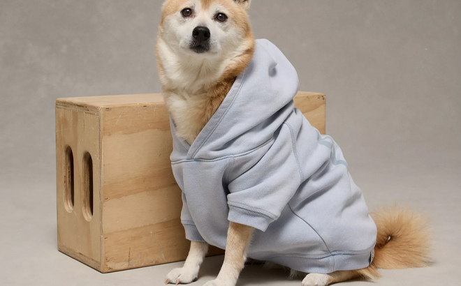 American Eagle Everyday Luxe Dog Hoodie in Bright Blue