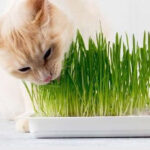 Chia Pet Kitty Cat Grass