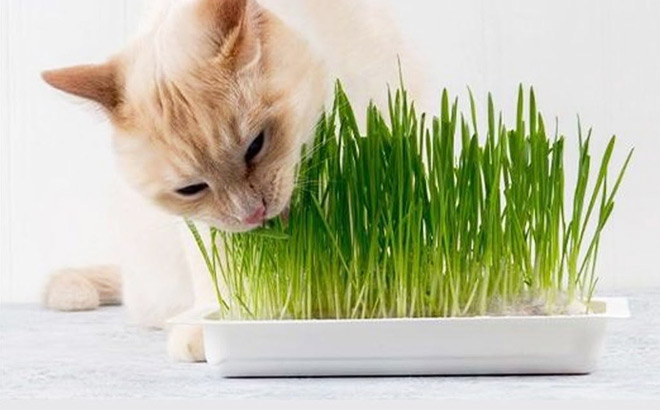 Chia Pet Kitty Cat Grass Chia Pet Kitty Cat Grass