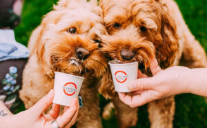 Scooters Coffee Pup Cup
