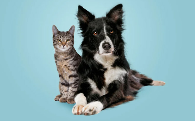 dog and cat together