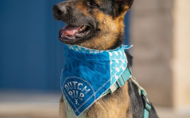 Dutch Bros Free Dog Bandana Dutch Bros Free Dog Bandana