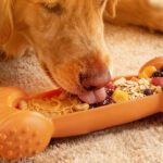 FOXMM Freeze Toy for Dogs