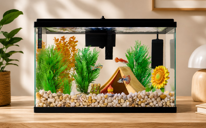 Imagitarium Open Glass Aquarium Tank