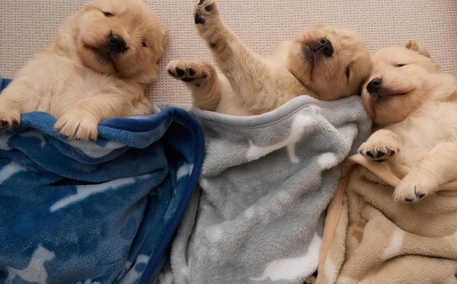 Puppies Covered with Bedsure Dog Blankets Puppies Covered with Bedsure Dog Blankets
