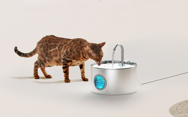 A Cat Using Stainless Steel Water Fountain A Cat Using Stainless Steel Water Fountain