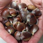 Free American Chestnut Seed