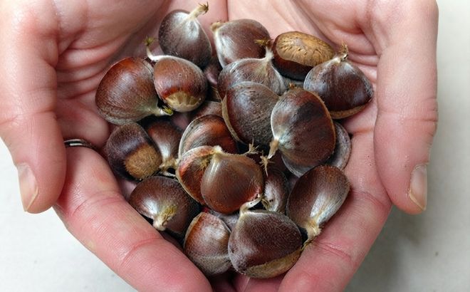 Free American Chestnut Seed Free American Chestnut Seed