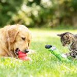 KONG Toys for Cats and Dogs