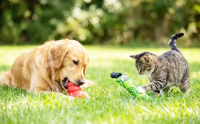 KONG Toys for Cats and Dogs
