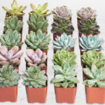 Live Mini Rosette Succulent Plants 20 Pack