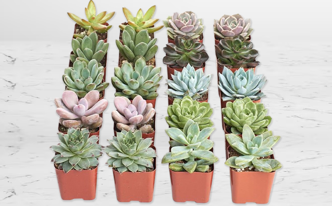 Live Mini Rosette Succulent Plants 20 Pack Live Mini Rosette Succulent Plants 20 Pack