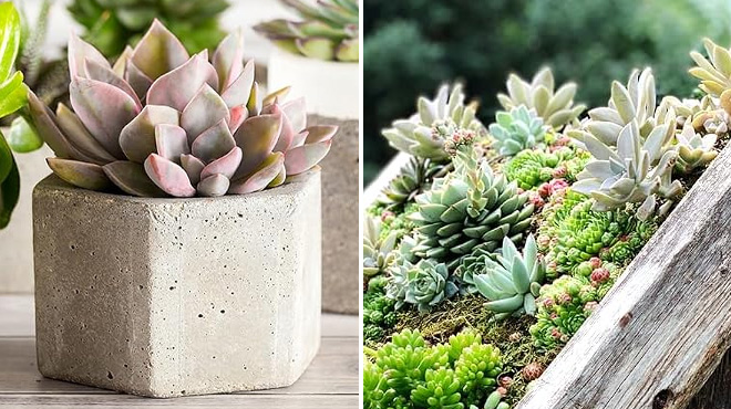 Live Mini Rosette Succulent Plants Live Mini Rosette Succulent Plants