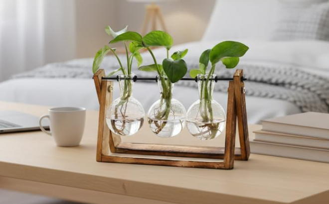 Plant Terrarium