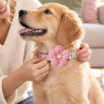 Small Dog Pink Collar with Bell