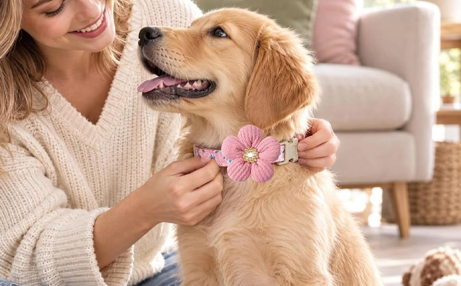 Small Dog Pink Collar with Bell Small Dog Pink Collar with Bell
